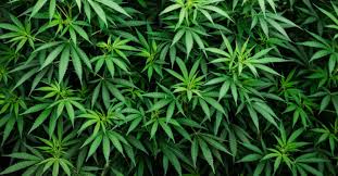 Customs intercept N1.2b cannabis on Lagos waters