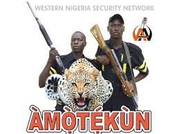 Amotekun corps seizes 42 cows for destroying Ondo farmlands.