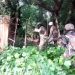 Nigerian Army Faces Morale Crisis As 356 Soldiers Exit Over “loss Of Interest”