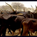 Zamfara Offering Cows To Bandits As Incentive To Stop Killing
