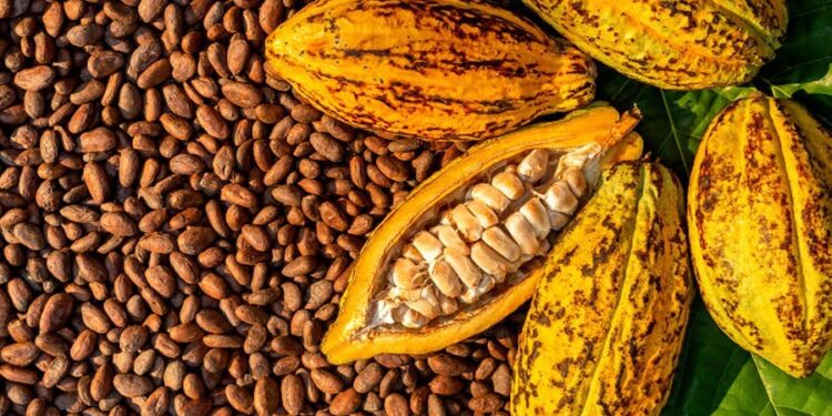 CBN Blocks Exportation Of Cocoa: 100,000 Tons Trapped In Ports – Agriculture