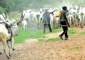Herdsmen: We Have Started Relocating To Kano