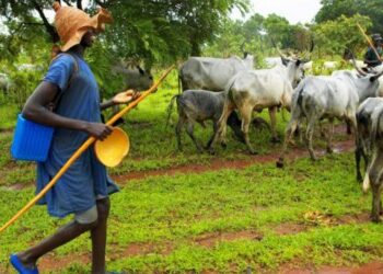 MACBAN: We Want Criminals Flushed Out Of Forests