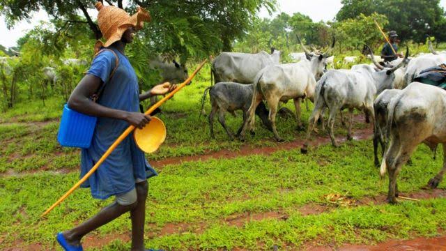 MACBAN: We Want Criminals Flushed Out Of Forests