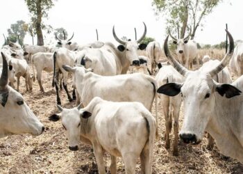 Northerners Begin Diversion Of Food Items To Niger And Cameroon