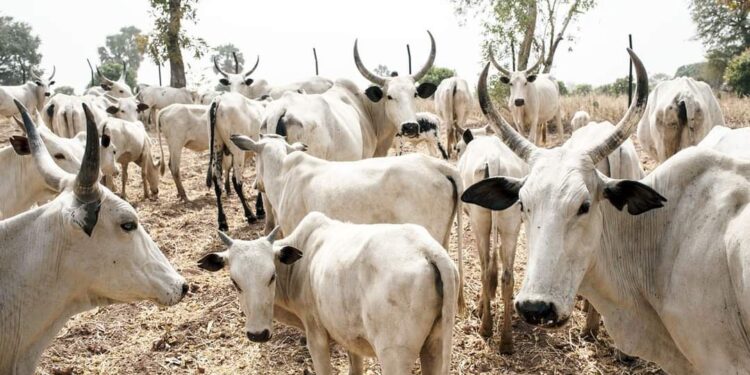 Northerners Begin Diversion Of Food Items To Niger And Cameroon