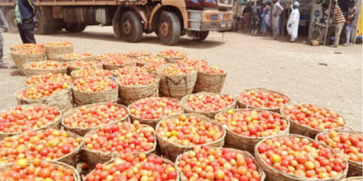 Kano Tomato, Onion Farmers, Marketers Lose Big As Blockade Persists