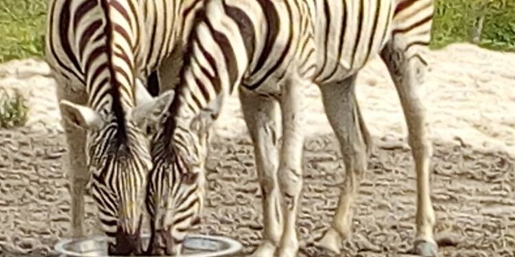 LIVE ZEBRA IN LAGOS !!!