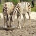 LIVE ZEBRA IN LAGOS !!!