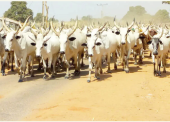 No Grazing Routes In Bayelsa, Bayelsa Governor Replies Buhari