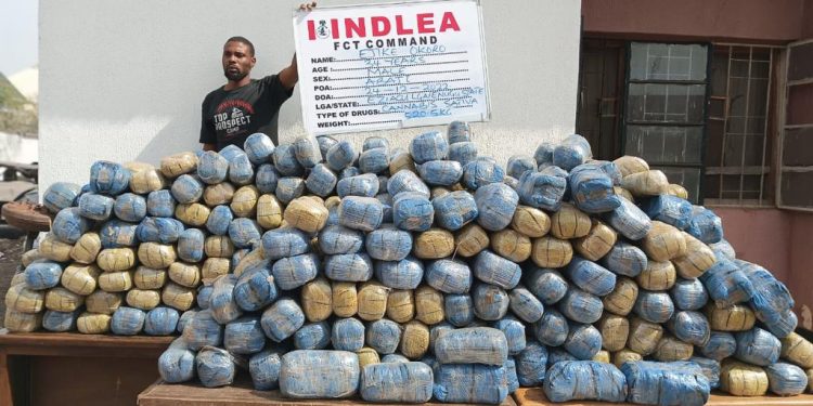 Xmas Colorado, cannabis juice consignments intercepted at Lagos airport, seaport