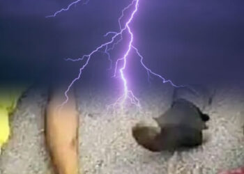 Thunder Kills Tea Seller, Customer