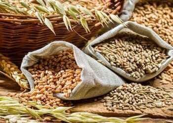 Wheat