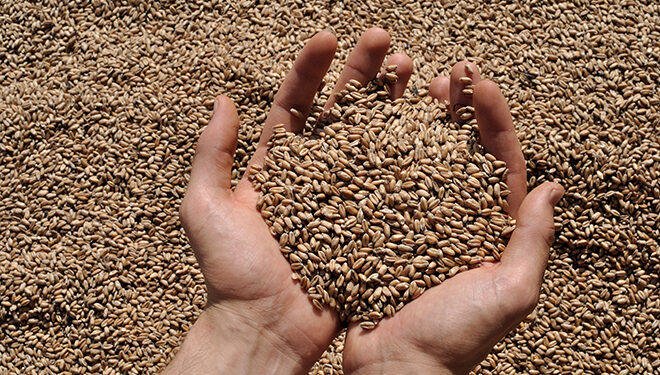Grains