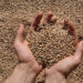 Grains