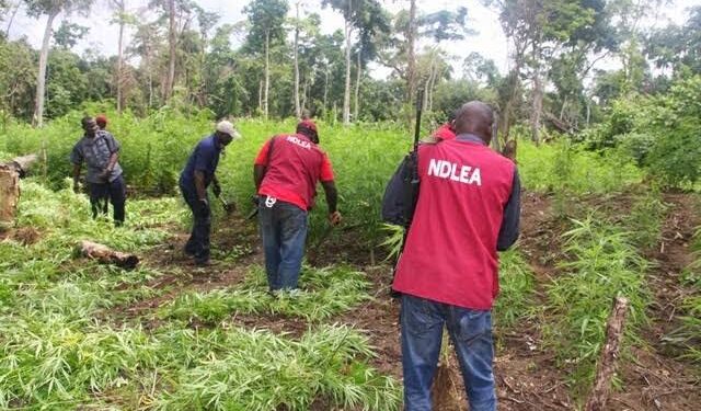 NDLEA destroys cannabis