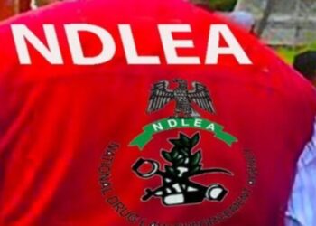 NDLEA intensifies drug crackdown